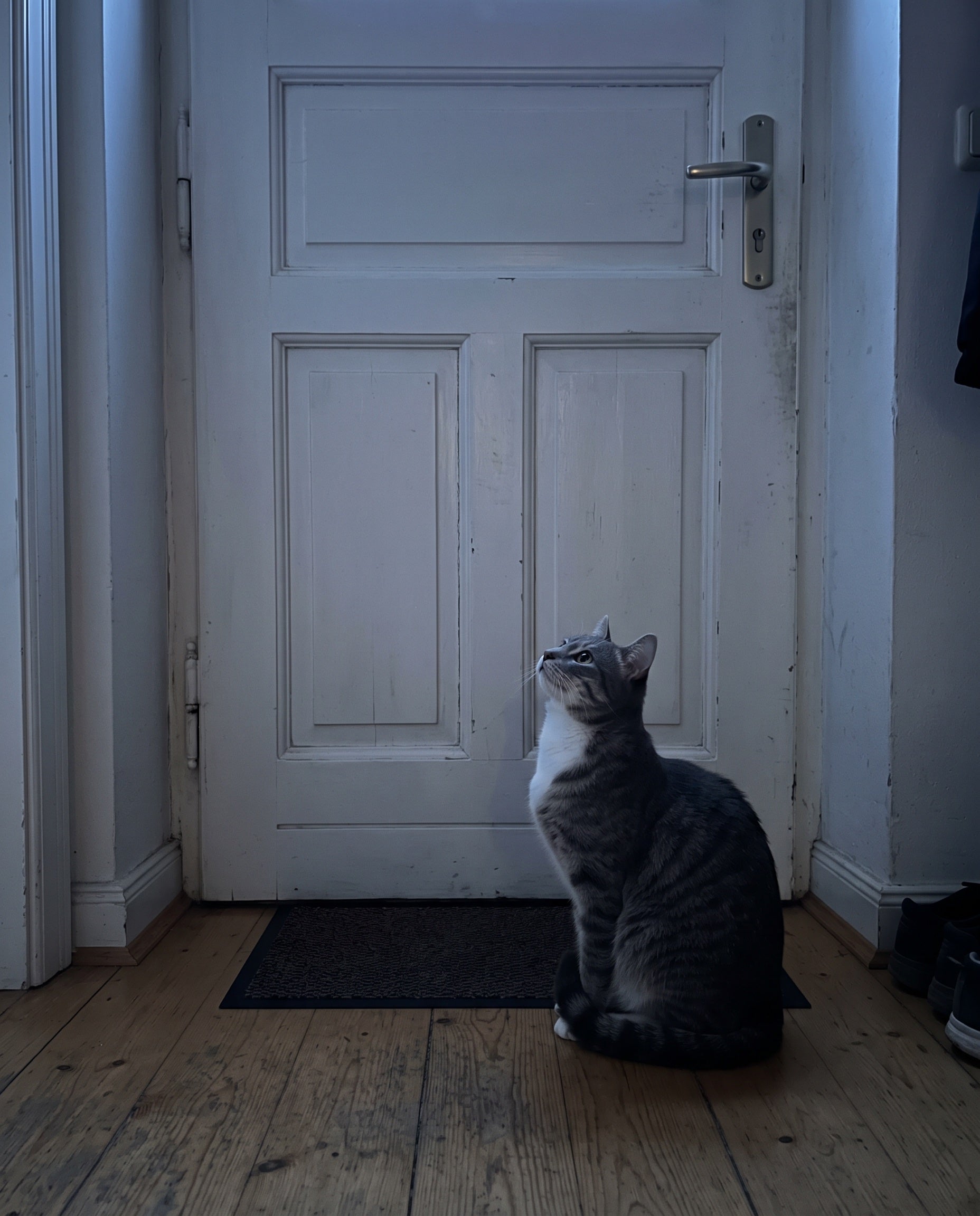 Katze wartet morgens vor der Haustür