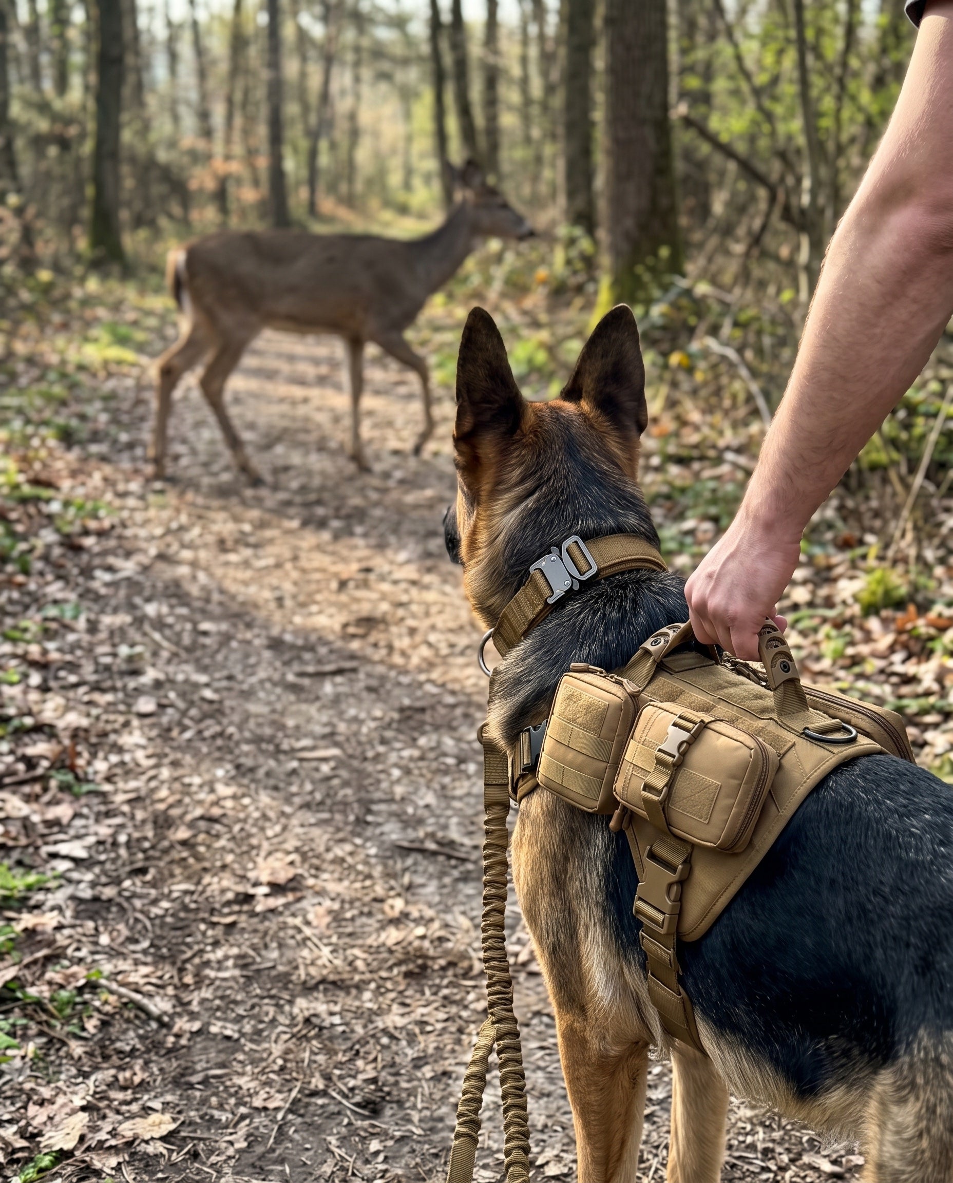 Hand am Griff des Geschirrs, der Hund schaut einem Reh nach